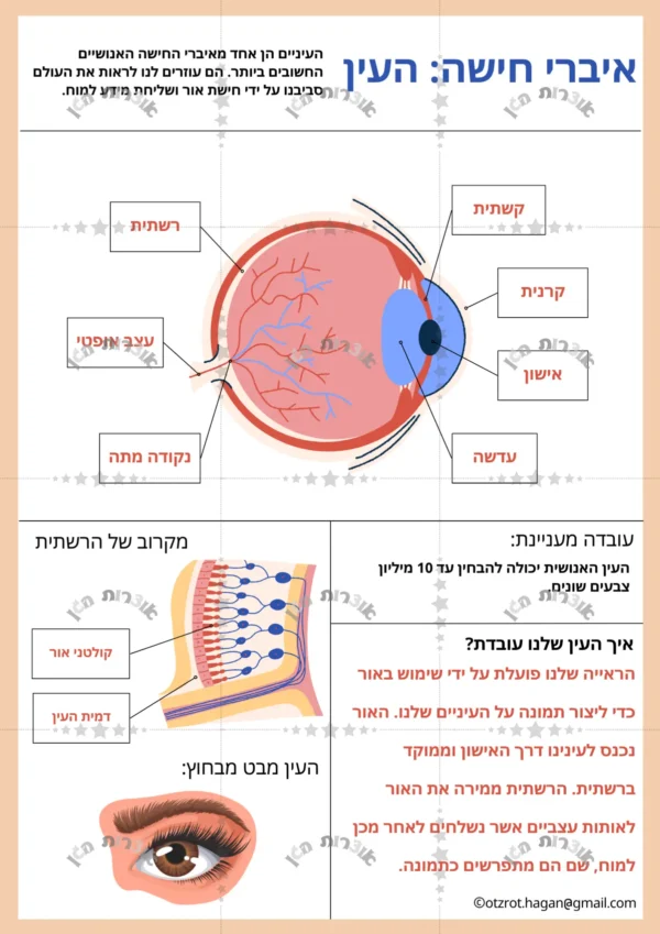 ⁦קיר תוכן איברי החישה⁩ – תמונה ⁦2⁩